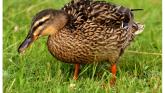 Ducks flock to Laois garden following flooding from roadway