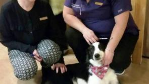 Rescue dog adopted by Portarlington nursing home