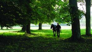 Laois stud farm to feature in  big promotion of thoroughbred breeding in Ireland