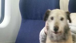 Houdini the Portarlington escaping dog takes the train to Dublin