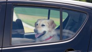 Have pooch, will travel: how to keep your pets safe in the car