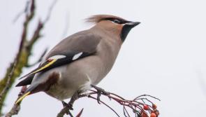 Scandinavian Waxwings flock to Portlaoise 