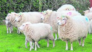 Dog owners warned as lambing season gets underway