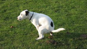 Dog poo policing demanded in Portlaoise by councillors