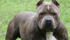 Judge orders destruction of Pit Bull Terrier which attacked Portlaoise youth