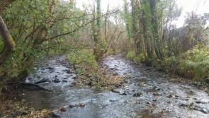 Tree conservation charity buys woodland reserve in Slieve Bloom Mountains