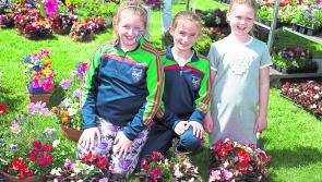 Buds & Bloom set to burst into colour again in Laois