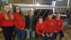 Where's the Beef? Portarlington students  putting the final touches on calf competition entry