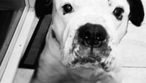 Laois SPCA urge public against buying designer pups after death of Sue