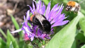 Laois Tidy Tidy Towns groups urged to protect the bees
