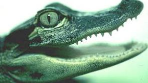 Alligator heads and bees among the bizarre items seized at Portlaoise Mail Centre 