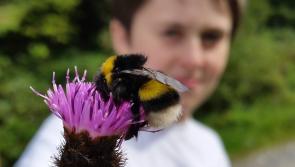 Laois urged to 'get buzzing' to save bees, for €9,000 worth of Tidy Towns prizes 