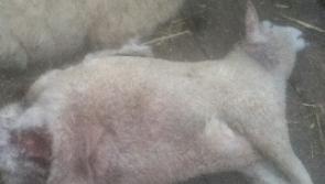 Laois  farmers counting the cost after savage sheep attacks by dogs