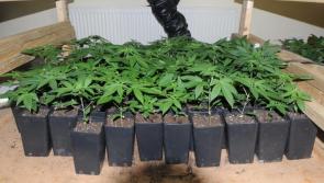 Gardaí seize €500,000 worth in cannabis plants and €20,000 of cocaine