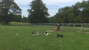 Petition started in Portlaoise to build a park especially for dogs