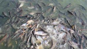 From turf to fish farming - Bord na Móna diversifies at wind farm in the midlands
