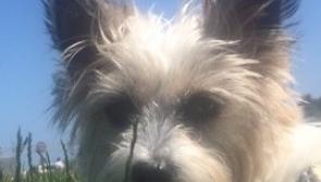Laois dog Trixie in 'Nose of Tralee' competition NEEDS your help