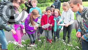 Laois Heritage Week: Pollinator Party in the Park