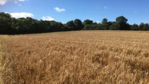 Ballybrittas land for sale by public auction
