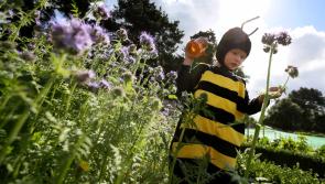 All you need to know about Honeybees