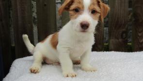 Laois society benefits on first ever Animal Welfare Awareness Day