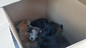 Homes sought for ten abandoned pups found in Monasterevin,  rescued by Laois volunteer group