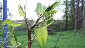 Laois battle against invasive Japanese Knotweed heats up