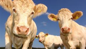 Farmers set to descend on Laois for beef trade summit 