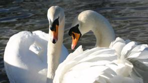 Portlaoise man in pink dressing gown waved large knife at swans