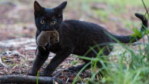 An overgrown Laois hedge is attracting vermin to people’s homes
