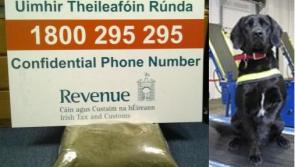 Sniffer dog plays big part in drug seizure in Portlaoise mail centre 