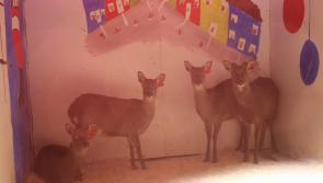 Visit Rathdowney's Live Crib and help a local charity