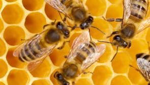 Laois people star in  musical celebration of  bees and pollinators