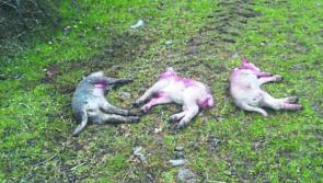 Dog owners letting pets roam are 'grossly irresponsible, reckless and selfish' says Laois IFA