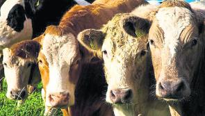 2018 will be a defining year for Irish farming - IFA President tells AGM 