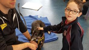 Dogs Trust come to visit Scoil Phadraig Naofa in Mountmellick