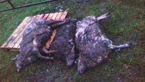 Laois rural residents urged to control dogs after ‘heartbreaking’ sheepkill 