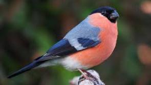 Ten ways to look after your garden birds this winter -  sponsored