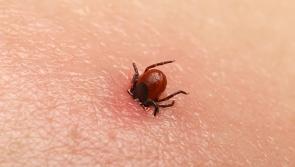 Many Leinster sufferers will take part in International Lyme Disease Awareness Day