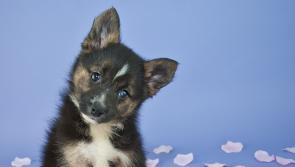 Laois' favourite dog name has been revealed