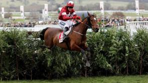 Grand National winner Tiger Roll on parade at Kilbeggan Races