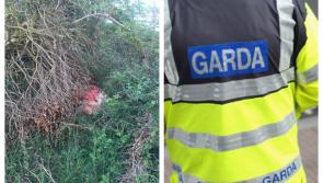 Midlands farm horror as sheep butchered in barbaric attack 