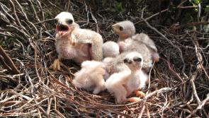 Slieve Bloom fire:  Situation 'grim' for many nesting rare birds - Birdwatch Ireland 