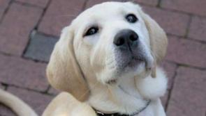 Laois homes needed for adorable Irish Guide Dogs puppies