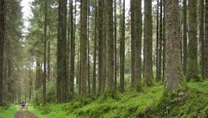 Access restricted to scenic Laois locations following Storm Éowyn