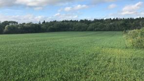 Excellent land up for auction in majestic setting