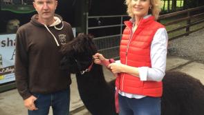 Farming super furry animals in Laois features on RTÉ