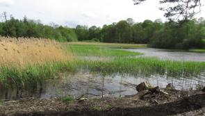 Emo Court lake in Laois is running low on water and is 'an eyesore' 