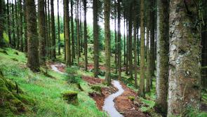 Laois tourism projects, footpaths, car parks and Portlaoise streets get cash under Covid-19 town and village fund