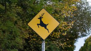 Latest figures show almost 2,700 wild deer culled in Laois in a year